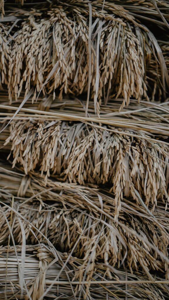 Sprouted brown rice