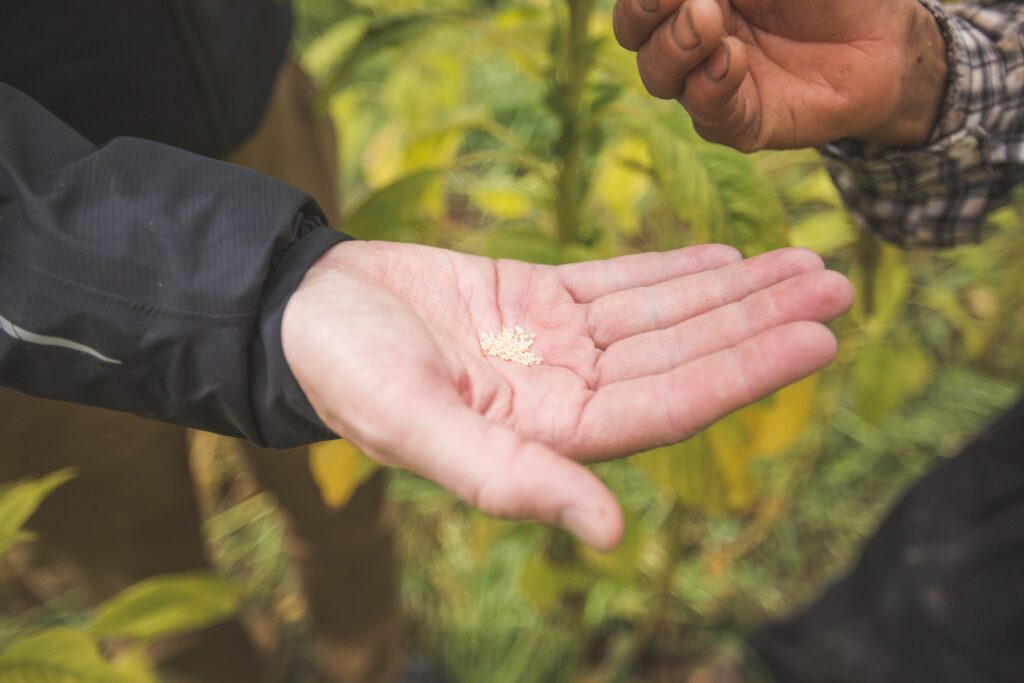 Benefits of sprouting grains