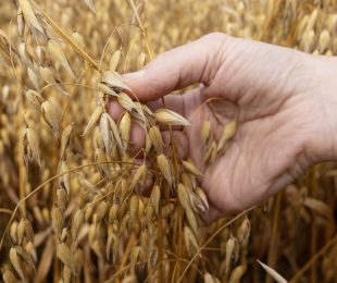 Canadian Grown Oats