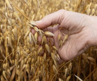 Canadian Grown Oats