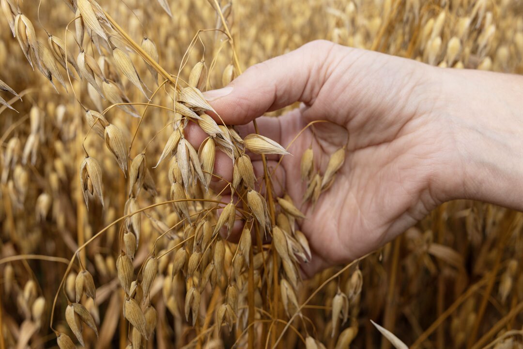 Canadian Grown Oats