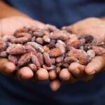 Cacao seeds