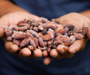 Cacao seeds