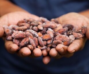Cacao seeds