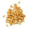 Wheat Image